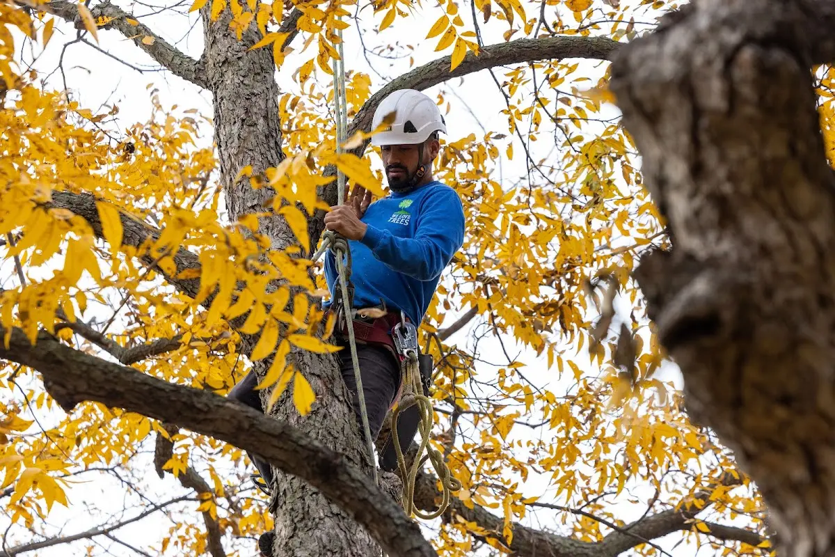 Skilled Storm Damage Cleanup crew working in Kenyon